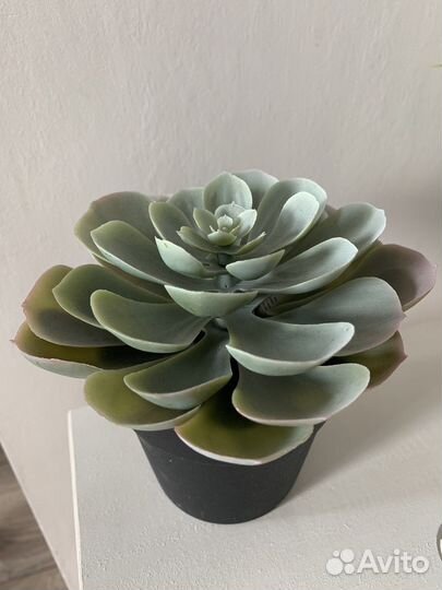 Фейка IKEA искусственное растение