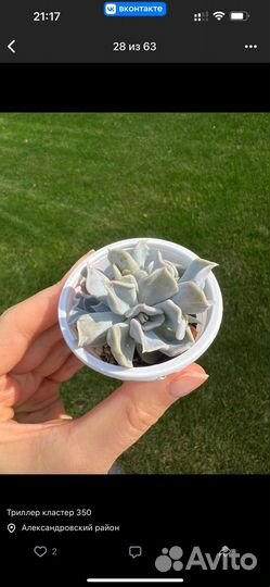 Сукуленты разные