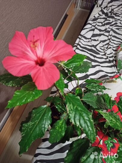 Гибискус китайская роза