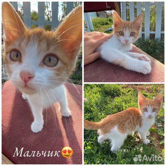 Котята в добрые руки