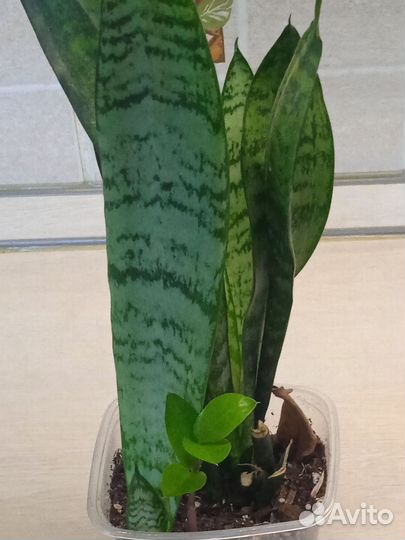 Красивые цветочки