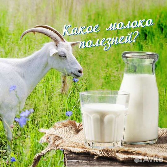 Продам козье молоко