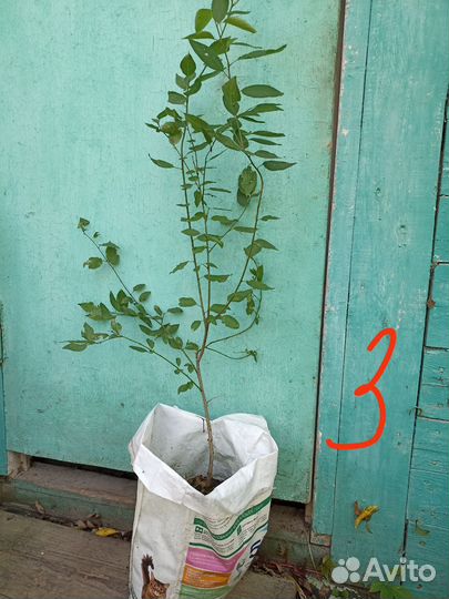 Саженцы алычи жёлтой и облепихи