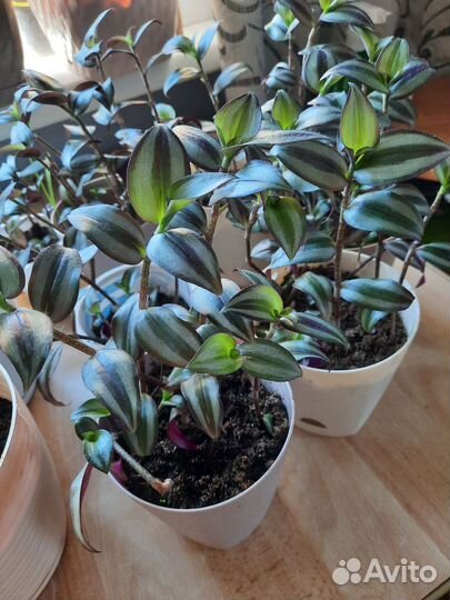 Традесканция зебрина