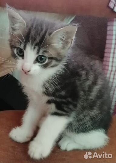 Котёнок в добрые руки