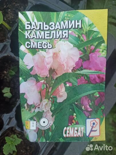 Бальзамин