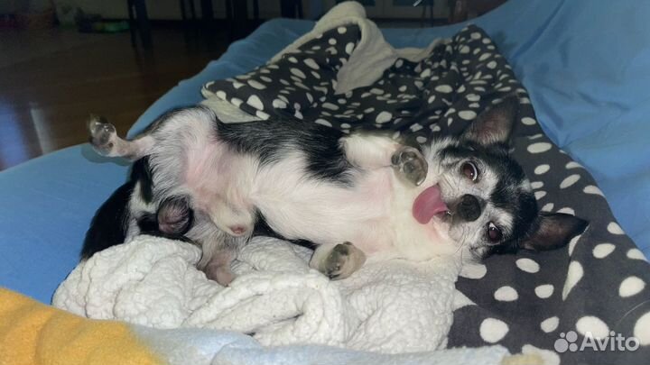 Вязка кобель чихуахуа