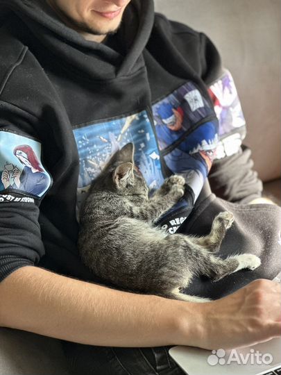 Отдаем суперского котика