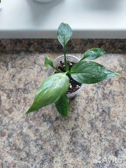 Спатифиллумы