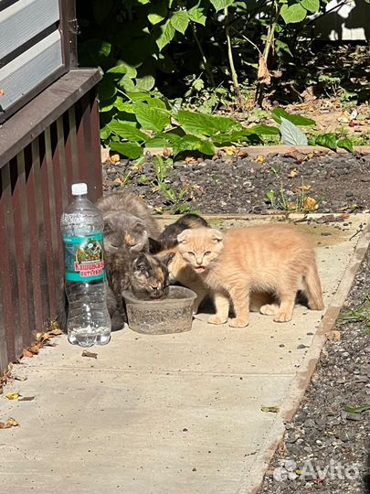 Котята в добрые руки