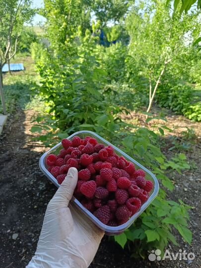 Ремонтантная малина свежая ягода