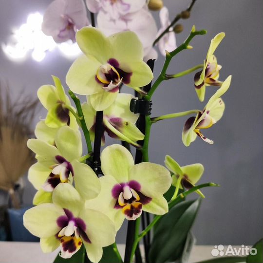 Орхидея фаленопсис