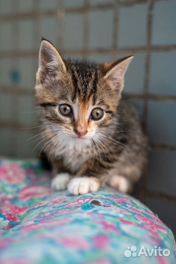 Джесси и Джои