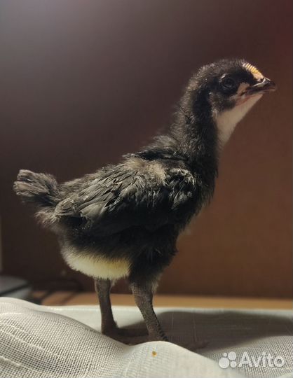 Цыплята несушки