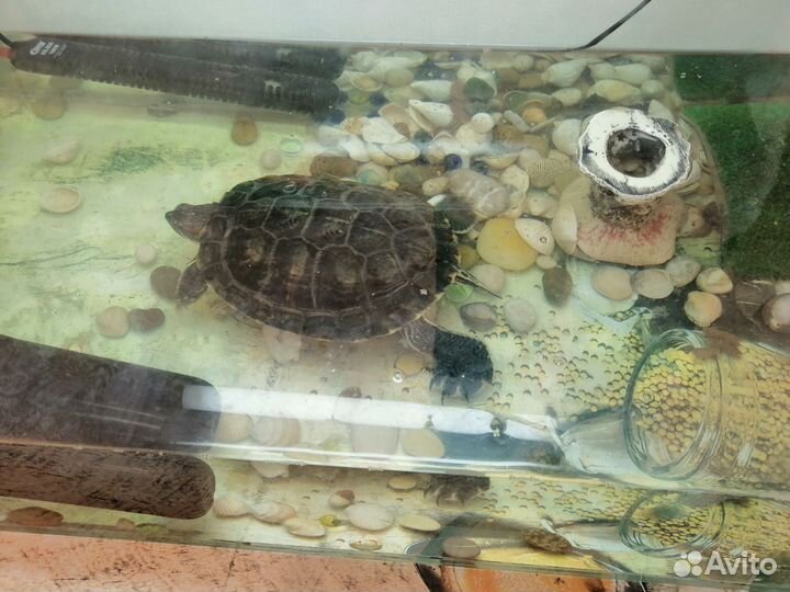 Аквариум, террариу 100 л