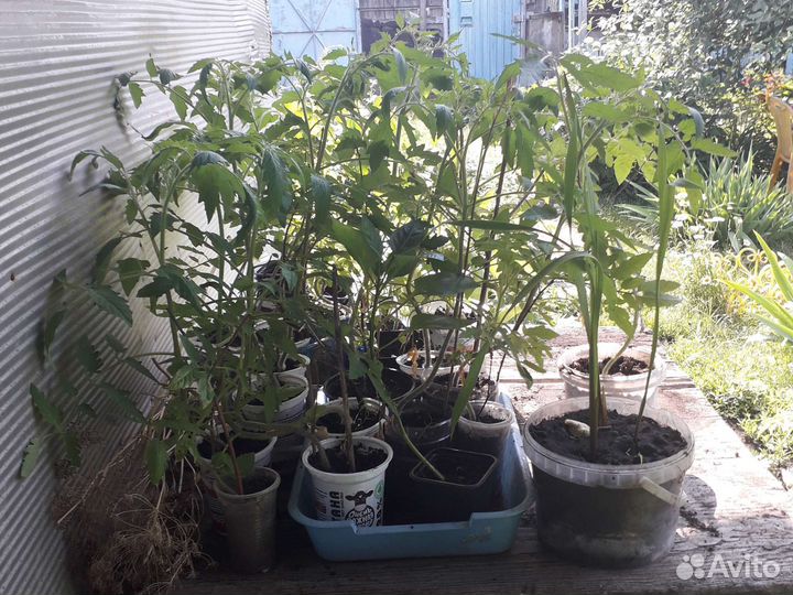 Рассада сладких перцев и помидор