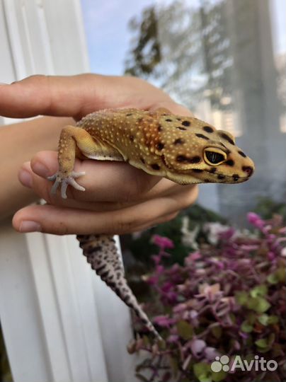 Геккон эублефар