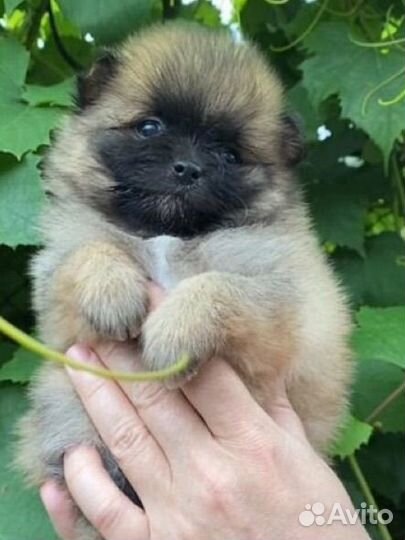 Померанский шпиц