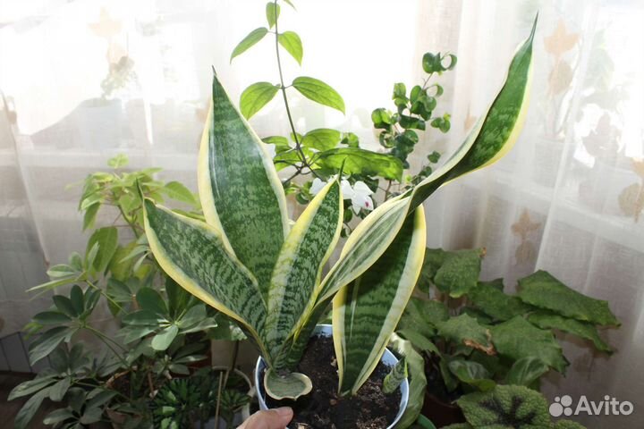 Сансевиерия Ханни крем и другие