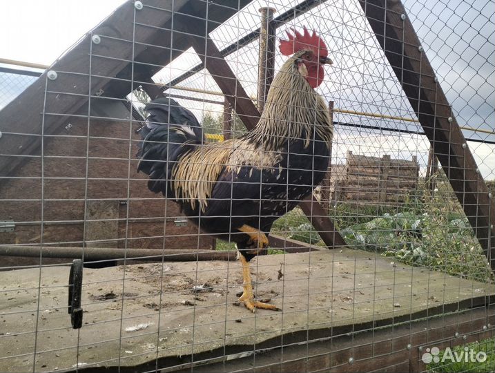 Продам петуха