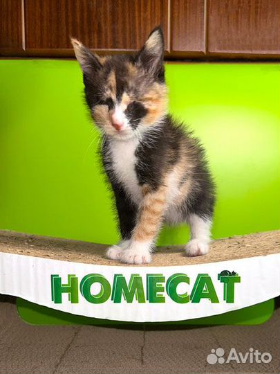 Малышка Киви,чудесный трехцветный котенок ищет дом