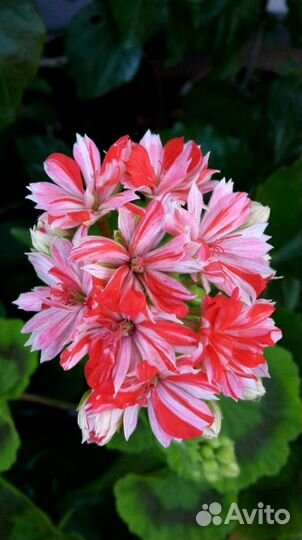 Пеларгония герань