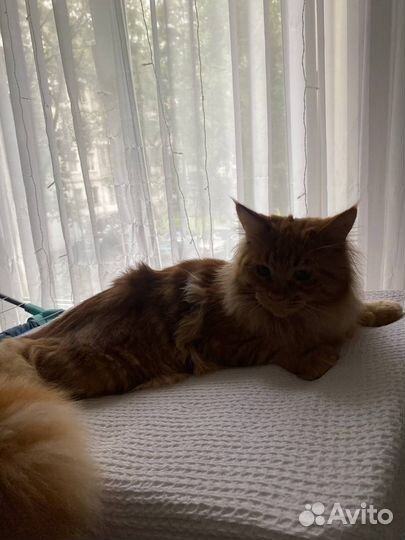 Отдам мейн-кун