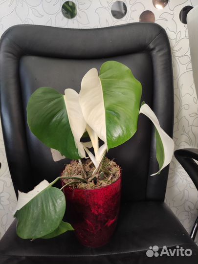 Монстера вариегатная альба, луна