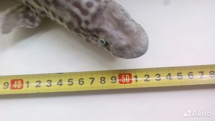 Чючело акулы