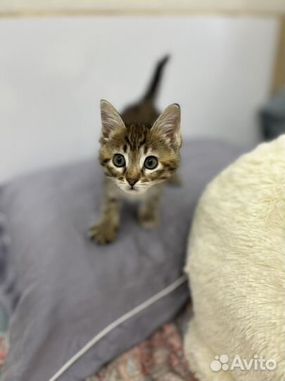 Киса Маруська