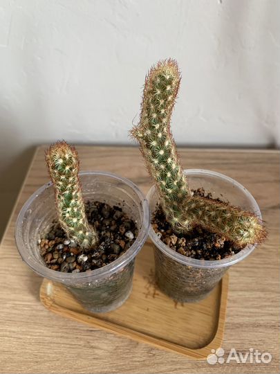 Мини Кактус Маммиллярия, суккуленты