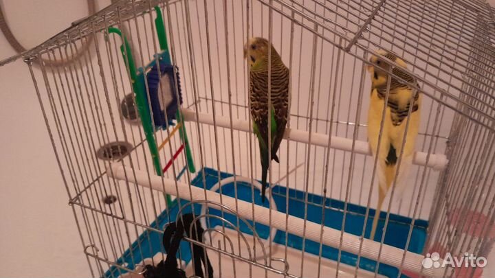 Волнистый попугай