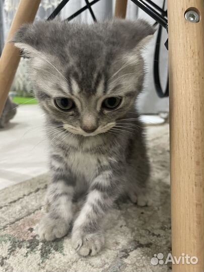 Котята бесплатно