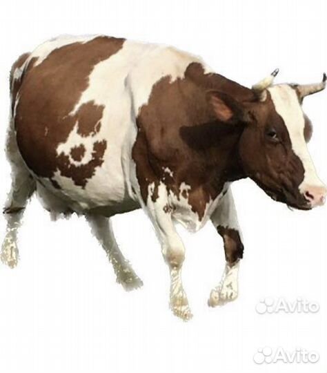 Молоко фермерское оптом