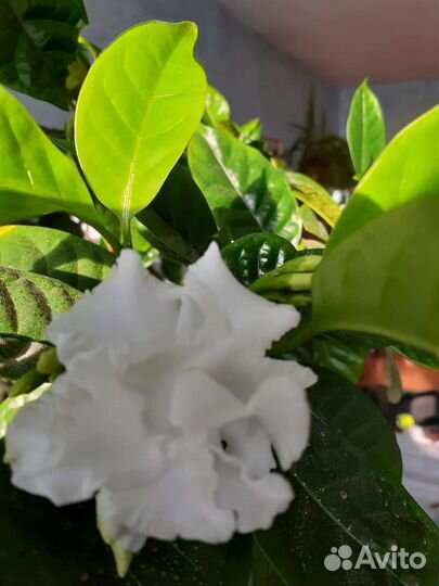 Табернемонтана