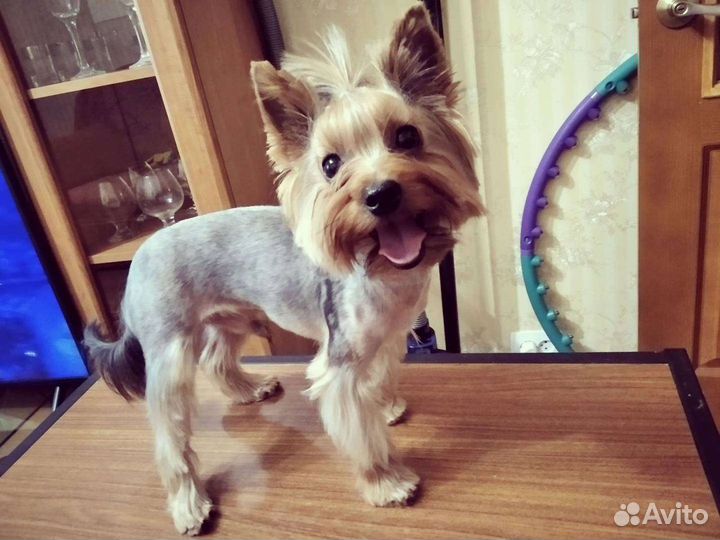 Грумер стрижка собак с выездом на дом