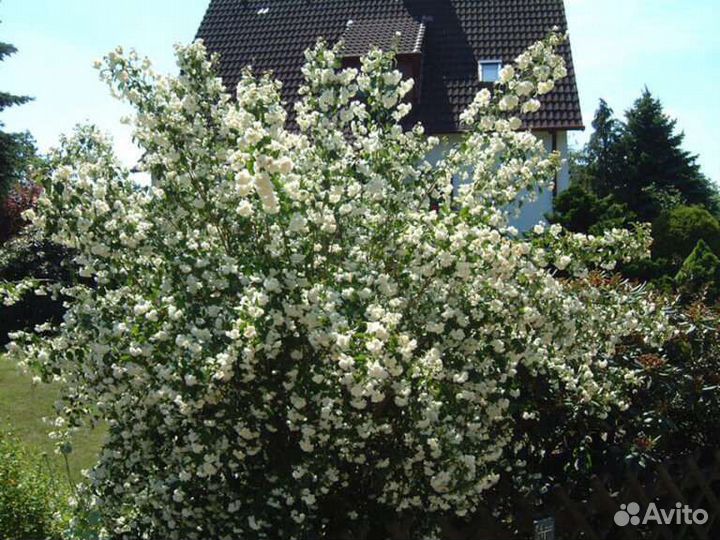 Жасмин чубушник