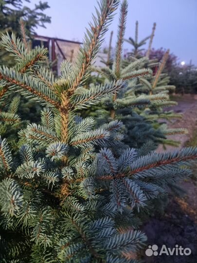 Голубая ель