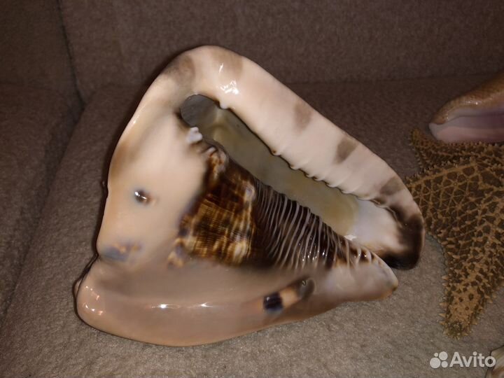 Морские ракушки раковины