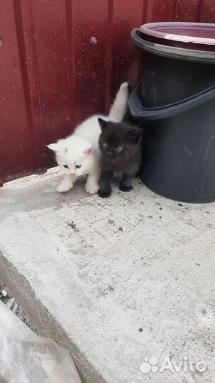 Котята в добрые руки