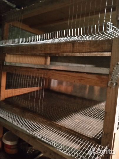 Клетки для перепелов
