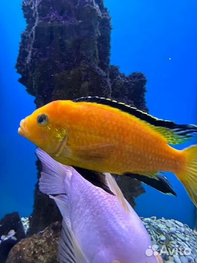 Рыбки цихлиды