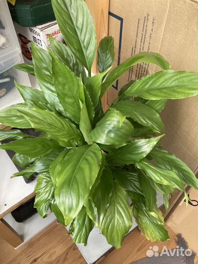 Спатифиллум