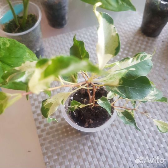 Фикус тинеке,керли,сафари