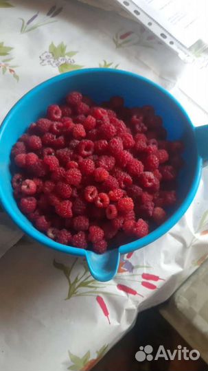 Саженцы малины вишни ежевика