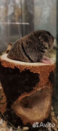 Слепушонка восточная (малыши готовы к переезду)