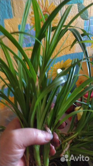 Панданус (винтовая пальма)