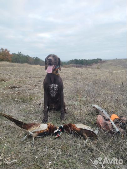 Щенки курцхаара