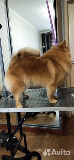 Грумминг/ стрижка собак/экспресс линька