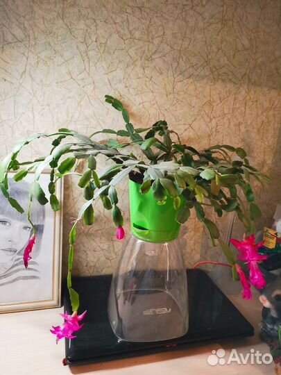 Декабрист шлюмбергера розовый